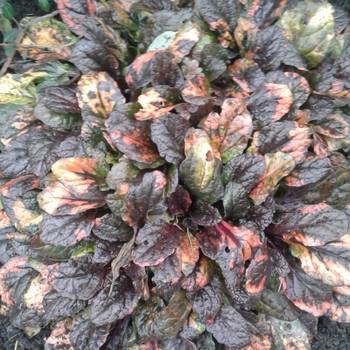 Живучка Ajuga reptans ‘Rainbow’